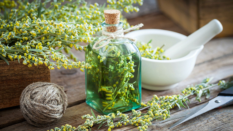 bitter wormwood infusion photo