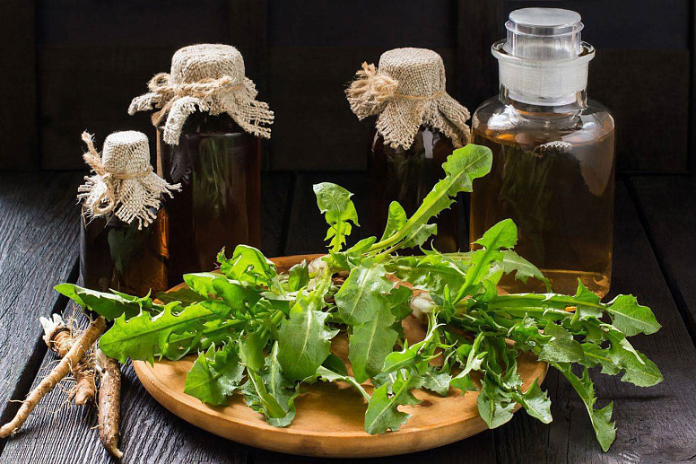 dandelion root tincture photo